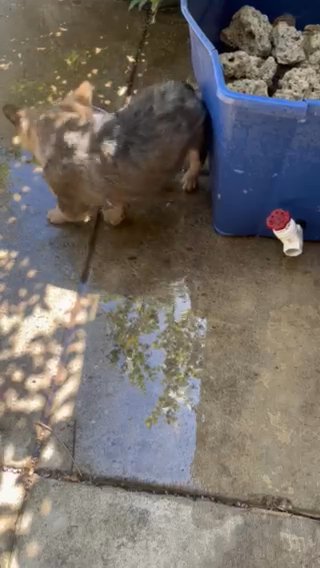 Fluffy French Bulldog Affordable in Elk Grove, California