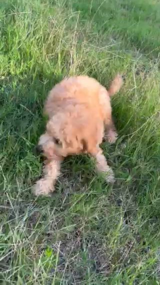 Charlie F1b Micro Mini/petite Goldendoodle in Corinth, Mississippi