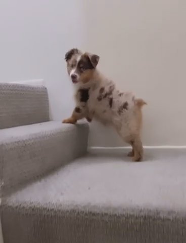 Red Miniature Australian Shepard Named Zeus in Miami Beach, Florida