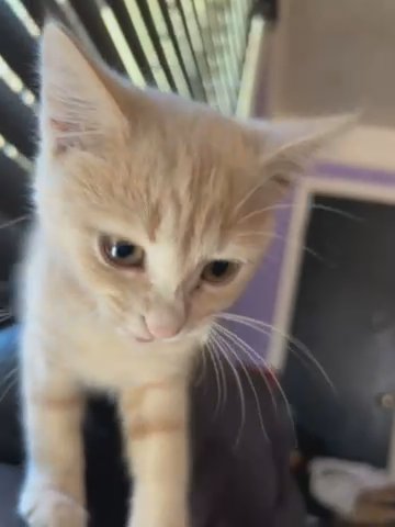 PLEASE FIND THIS KITTEN A HOME!! in Riverdale, Georgia