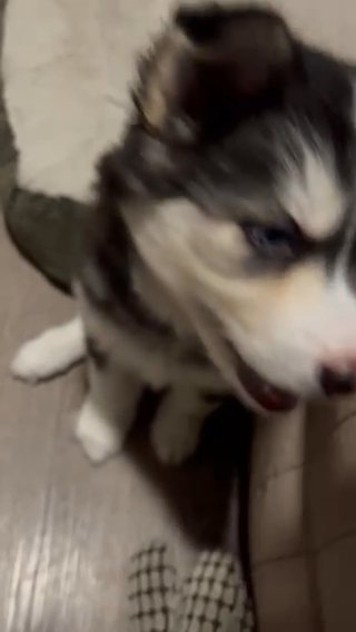 Draco Siberian husky Blue Eyes in Orlando, Florida