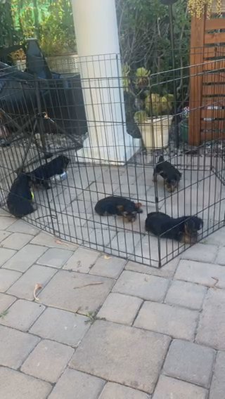 Yorkie Puppies in Lake Elsinore, California