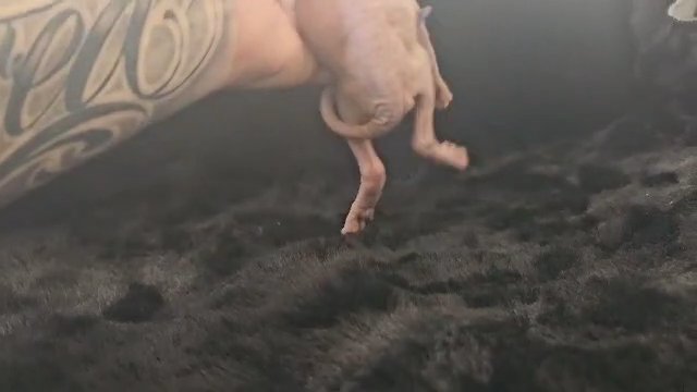 female color point sphynx aka Curela de vil in Lancaster, California