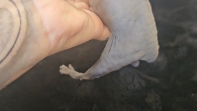 Blue Tabby Male sphynx in Lancaster, California