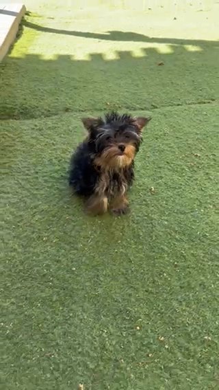 Yorkie Female in Riverside, California