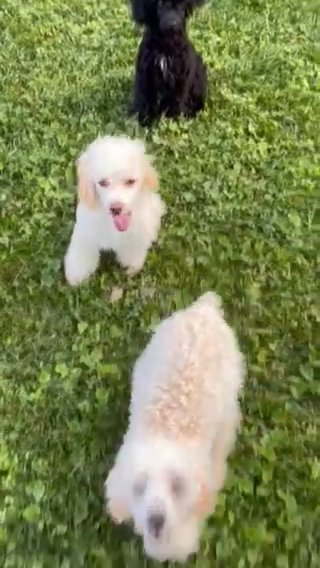 Toy Poodles 3 Males 6 Months Old in Lexington-Fayette, Kentucky