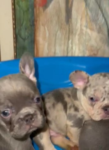 Frenchies Looking For A Forever Home in Miami Beach, Florida