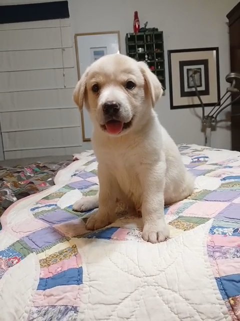 Great Pyranees/Golden Lab in Houston, Texas