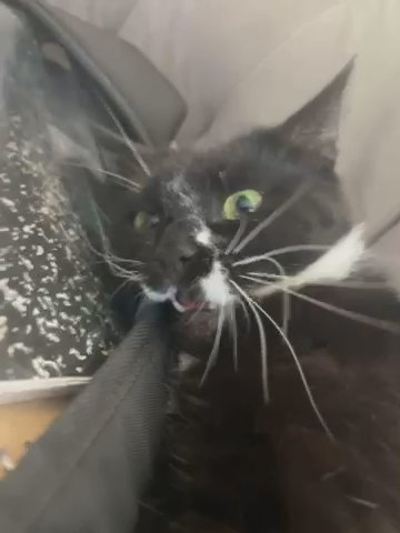 TUXEDO CAT FOR FREE / 3 YEARS OLD - FEMALE in Riverdale, Georgia