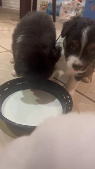 Border Collie Puppies in New York City, New York