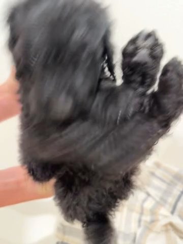 *SOLD*Black male Goldendoodle in Hammond, Louisiana
