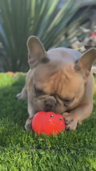 Teddy French Bulldog in Raleigh, North Carolina