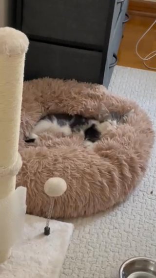 Kitten for sale in Chicago, Illinois