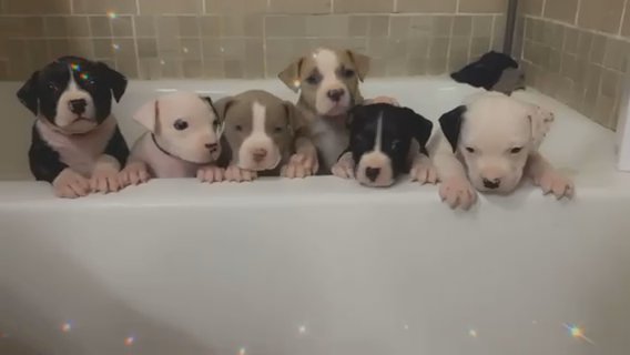 Puppies in Detroit, Michigan