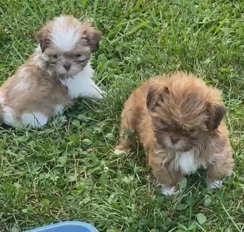 shih Tzu Puppies in Culpeper, Virginia