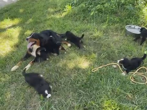 Bernese Mountain Puppies in Springfield, Illinois