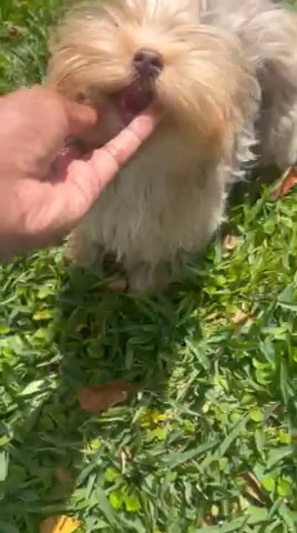 Yorkie Boy/Sold in North Lauderdale, Florida