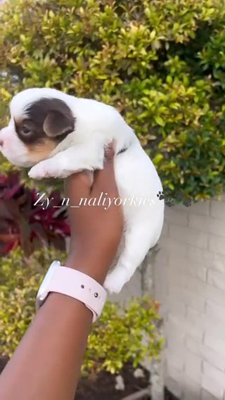 Yorkie Girl/Sold in North Lauderdale, Florida