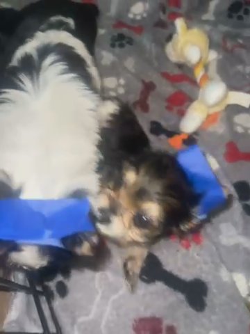 Yorkie Puppies Teacup in Cleveland, Ohio