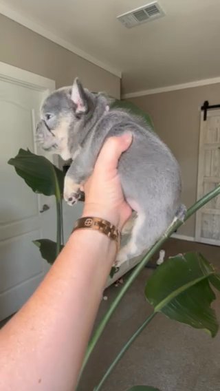 Lilac And Tan Female Carrying Rojo And Fluffy in Bryan, Texas