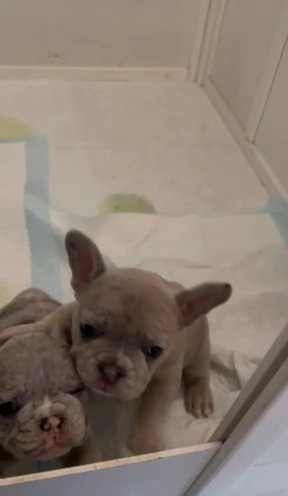 French Bulldog AKC in Lawton, Oklahoma