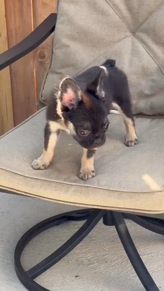 Female French Bulldog Fluffy in Easton, Pennsylvania