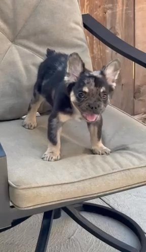 Male frenchie in Easton, Pennsylvania