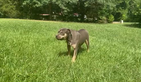 Blue Tri Female in Shelby, North Carolina