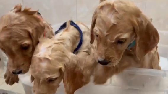 Irish Golden Retriever Puppies in Miami, Florida