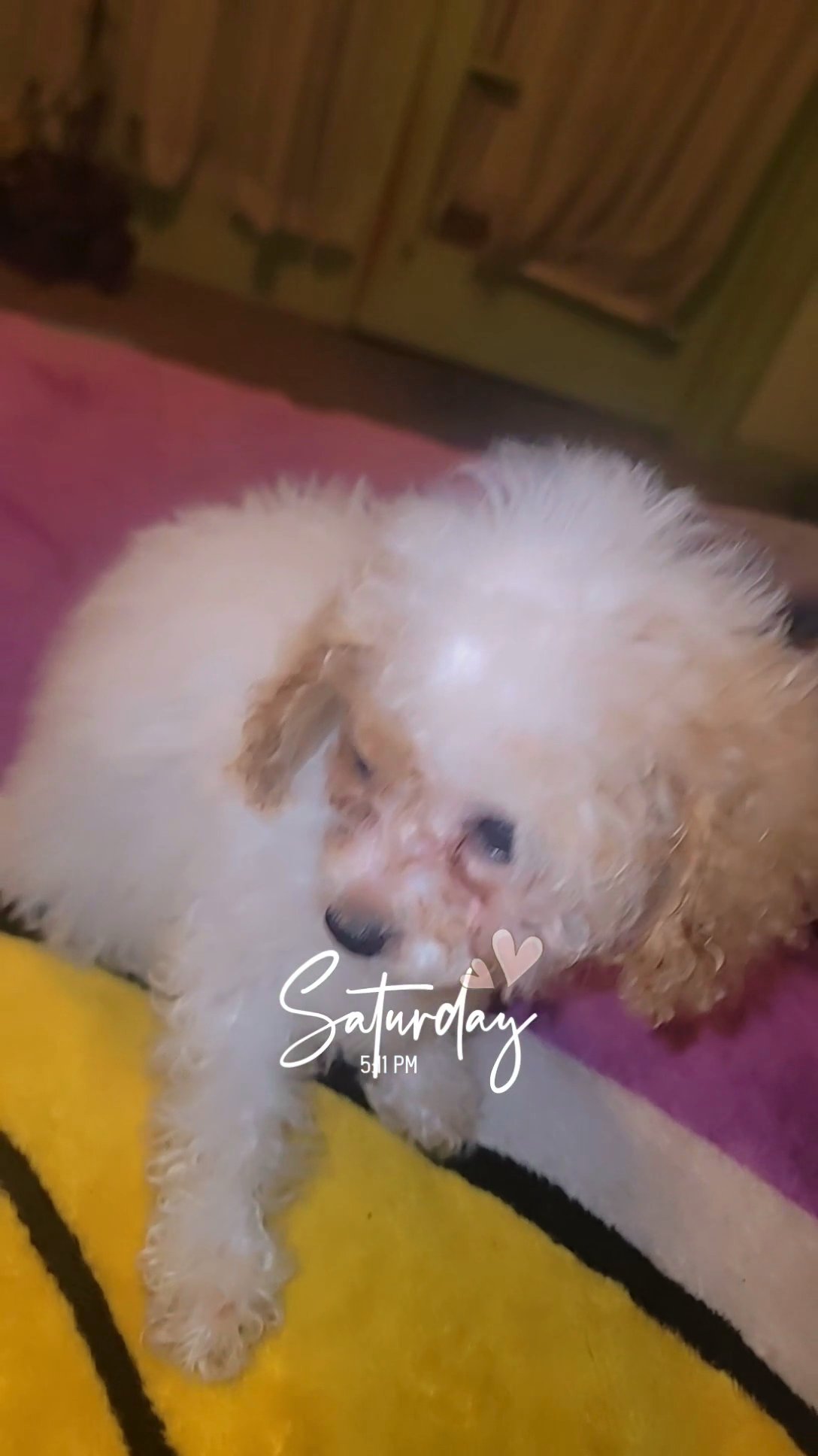 FEMALE POODLE MIX in Houston, Texas