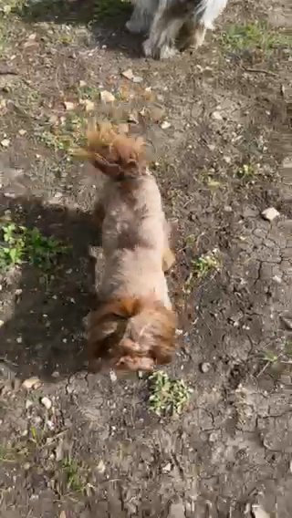 Akc Liver Dobie in Belton, Texas