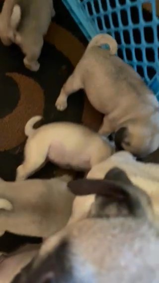 Baby Pugs in Los Angeles, California