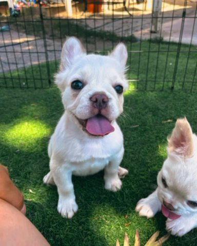 Platinum Fluffy Frenchies in Rialto, California