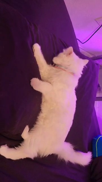 Khao Manee/Persian in San Diego, California