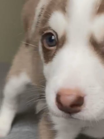 Puppy For Adoption in Donna, Texas