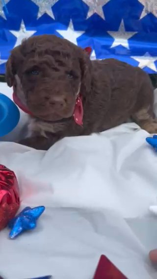 Standard Male GoldenDoodle Orange *Ready To Go Home in Searcy, Arkansas