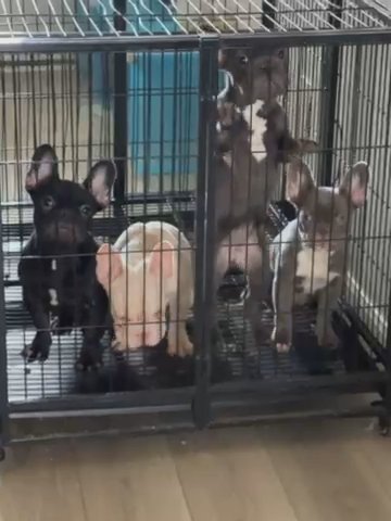 French Bulldog Puppies in Arlington, Texas