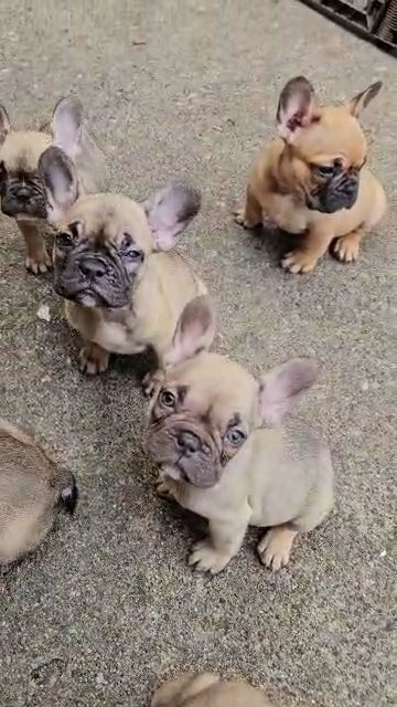Puppies available in Oak Park, Michigan