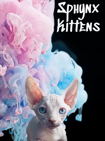 Sphynx Stud in Oceanside, California