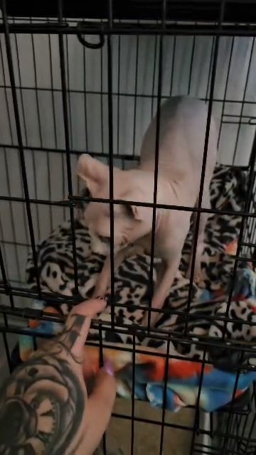 1 year old elf male in Lancaster, California