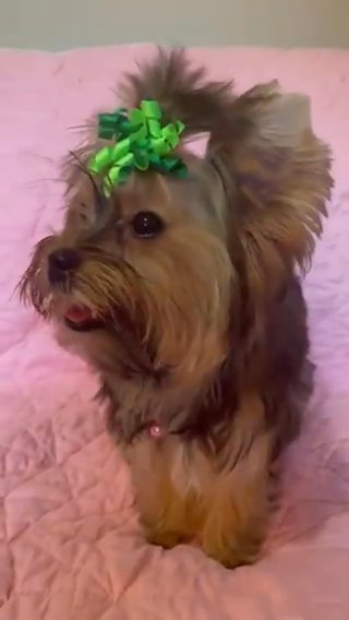 Adorable Teacup Yorkies (sold) in Savannah, Georgia