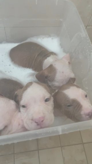 Pitbull Puppie in Miami, Florida
