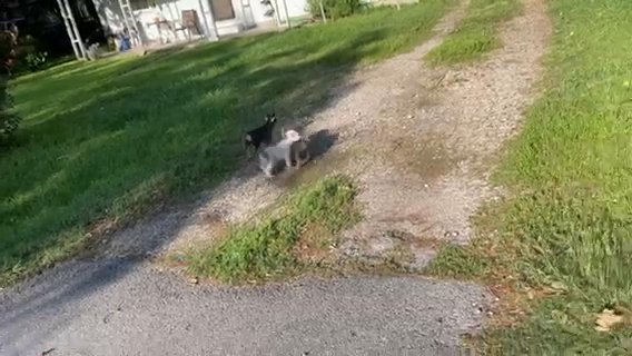 Registered Micro Female Bully in Houston, Texas
