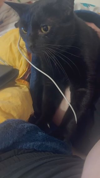 Selling Bombay Cat in Kaukauna, Wisconsin