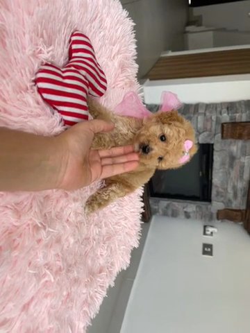 Little Toy Poodle in Houston, Texas