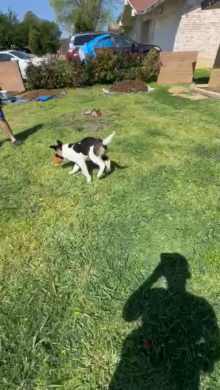 Oso in Lewisville, Texas