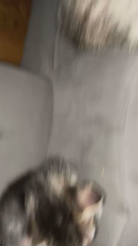 2 tabby cats, 4 months old male and female in West Chicago, Illinois