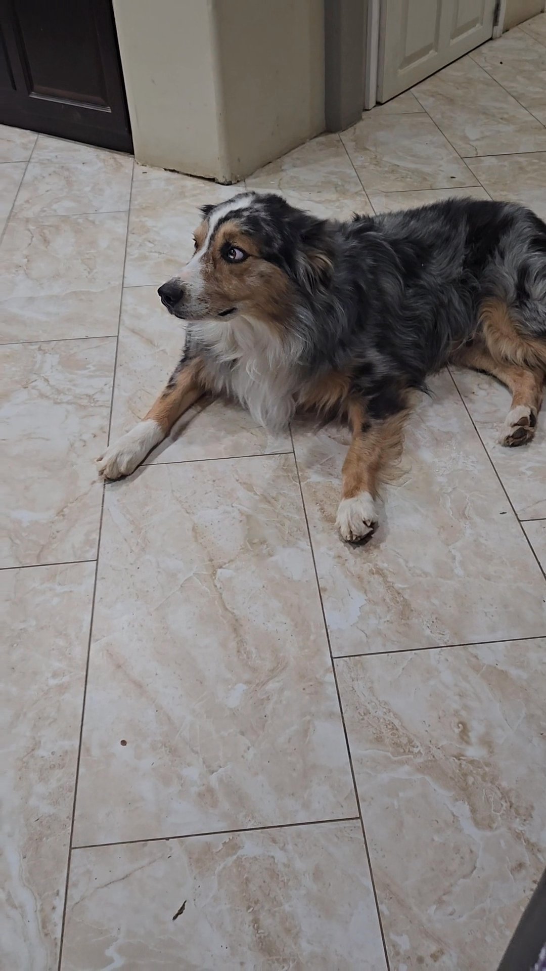 stud ~ Drover AKC/ASCA ~ stud in Phoenix, Arizona