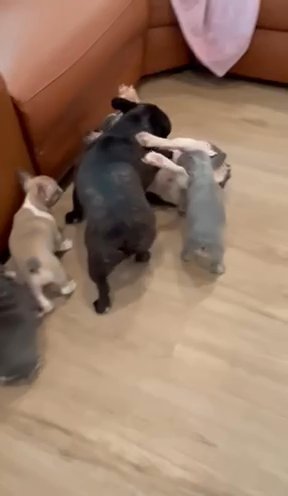 French Bulldogs in Houston, Texas