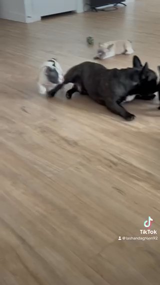 Black And White Frenchie in Houston, Texas